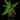 Selaginella 'Little Tree'