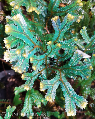 Selaginella Rainbow