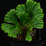 Selaginella brooksii