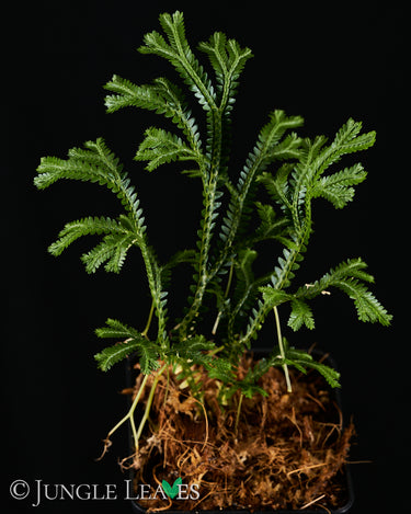 Selaginella cf. alligans
