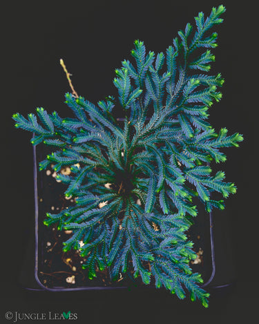 Selaginella erythropus