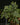 Selaginella erythropus