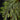 Selaginella erythropus