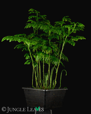 Selaginella grandis