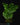 Selaginella grandis