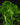Selaginella grandis