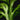 Selaginella grandis