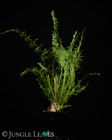 Selaginella harrisii
