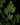 Selaginella harrisii
