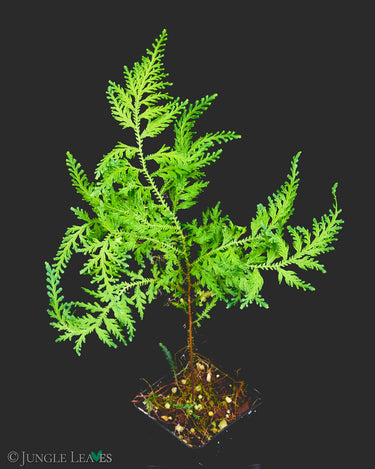 Selaginella hoffmannii