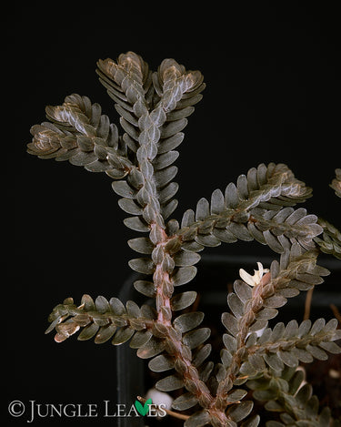 Selaginella intermedia Black Form