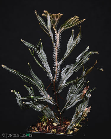 Selaginella intermedia Dark Form