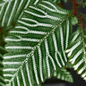 Selaginella picta