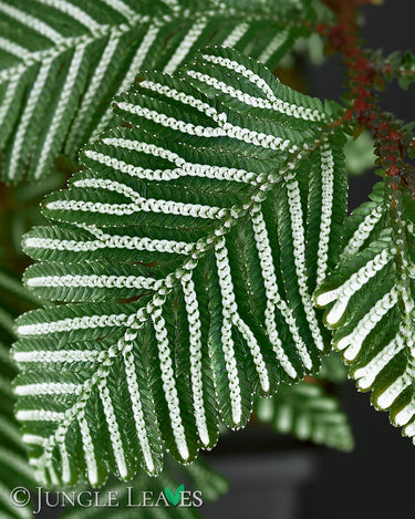 Selaginella picta