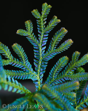 Selaginella siamensis