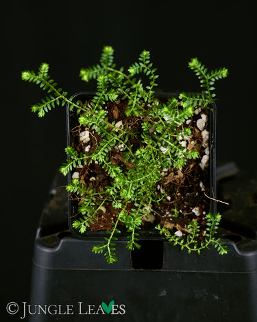 Selaginella sp. 'Crawling'