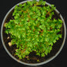 Selaginella sp. Acacia