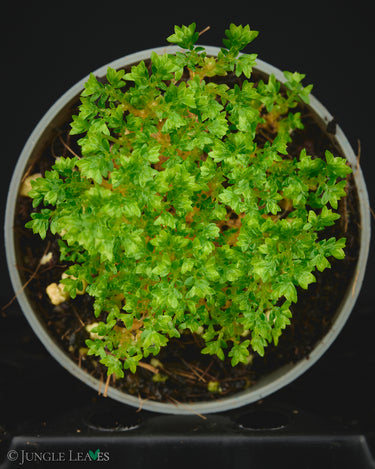 Selaginella sp. Acacia