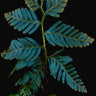 Selaginella sp. 'Borneo'
