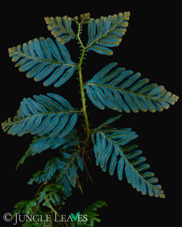 Selaginella sp. 'Borneo'