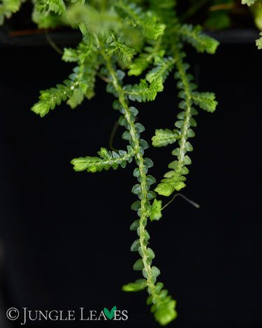 Selaginella sp. Creeping