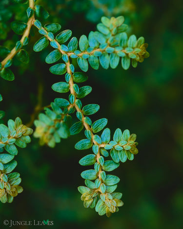 Selaginella sp. Dwarf Blue Purple