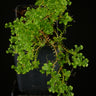 Selaginella sp. 'Ecuador'