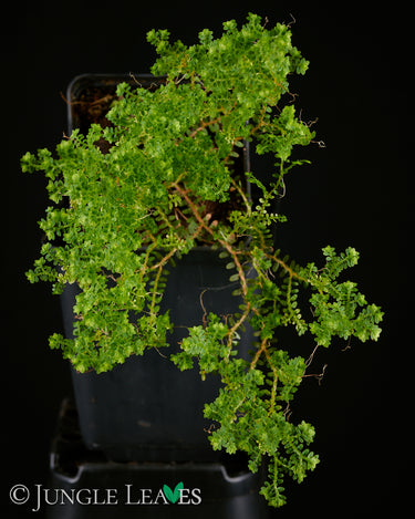 Selaginella sp. 'Ecuador'