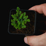 Selaginella sp. 'Super Dwarf'