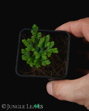 Selaginella sp. 'Super Dwarf'