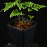 Selaginella sp. 'Little Tree'