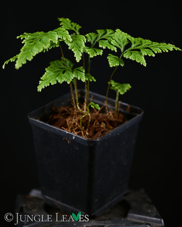 Selaginella sp. 'Little Tree'