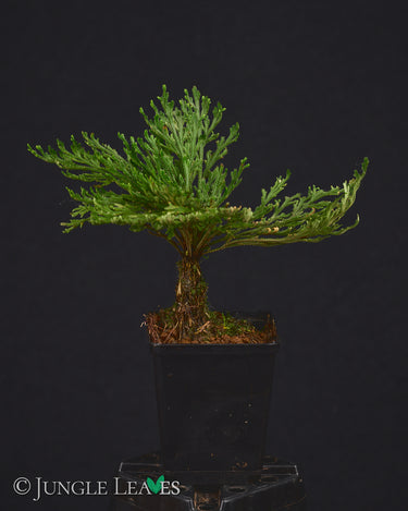 Selaginella tamariscina
