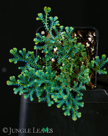Selaginella uncinata