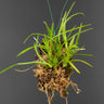 Sigmatostalix radicans