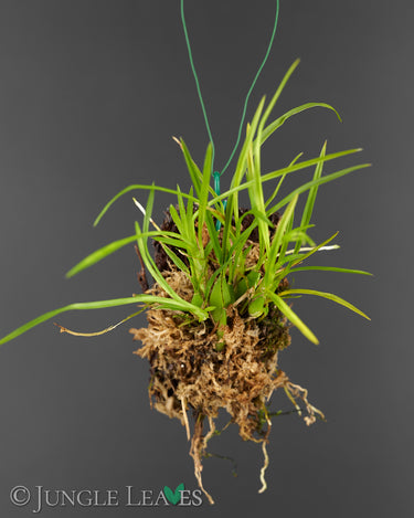 Sigmatostalix radicans