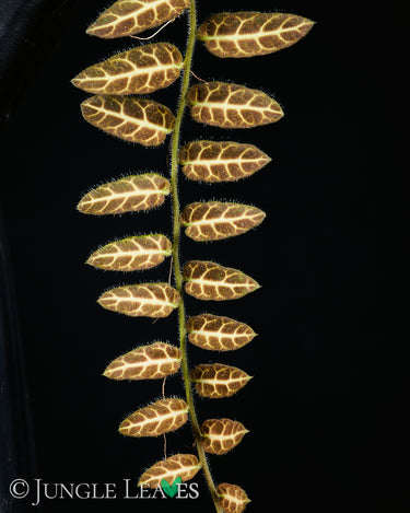 Solanum evolvulifolium