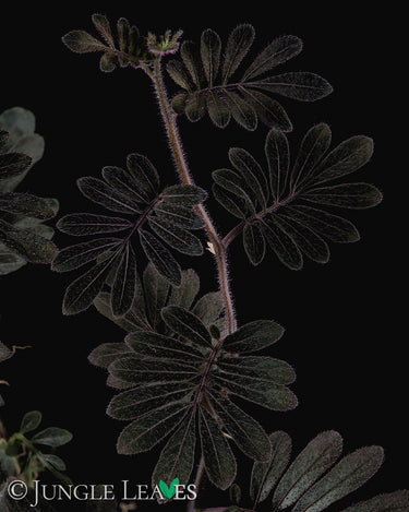 Solanum uleanum