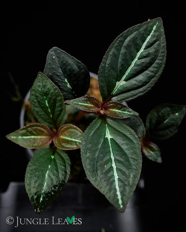 Sonerila sp. Fluo / Lightning