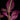 Sonerila sp. Fluo / Lightning