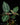 Sonerila sp. Fluo / Lightning
