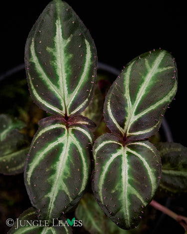Sonerila sp. Sumatra