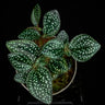 Sonerlia cf. margaritacea