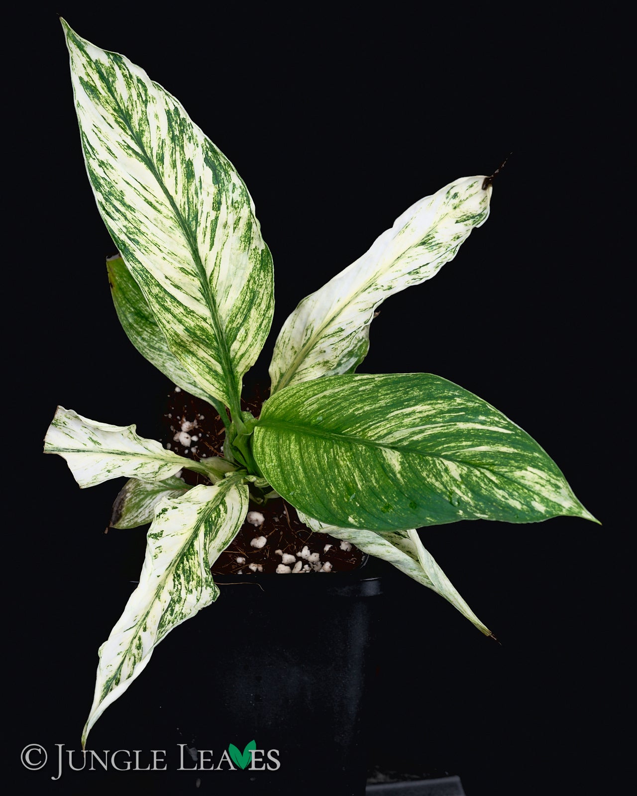 Spathiphyllum 'Sensation' Variegata – Jungle Leaves