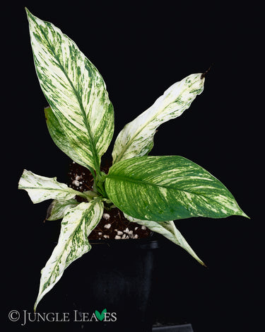 Spathiphyllym 'Sensation Variegata'