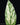 Spathiphyllym 'Sensation Variegata'