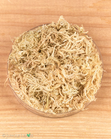 Sphagnum Neu