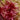 Sphagnum rubellum