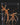Spiderwood XS