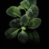 Streblosa bullata